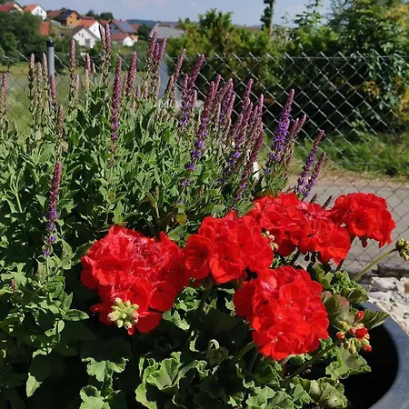 Schwarzwaldstueble *